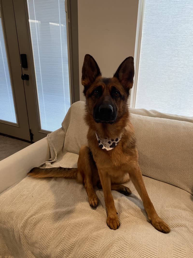 A German shepherd sitting upright on a cream sofa beside a patio door
