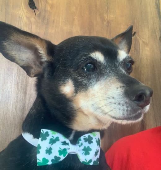 Close-up of a black-and-tan dog indoors wearing a green bow tie after grooming