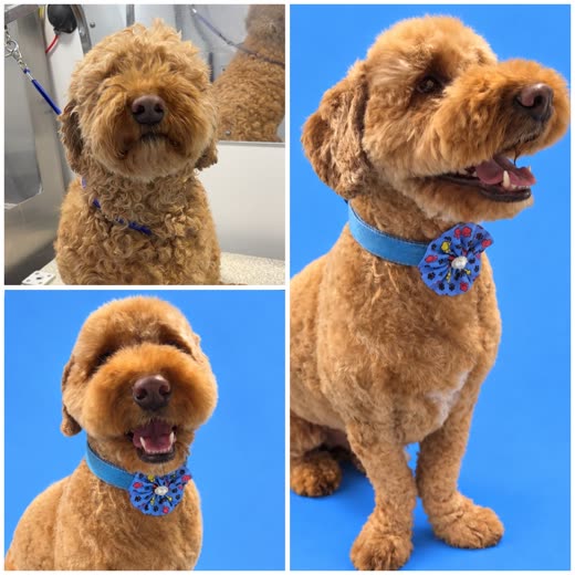 A freshly groomed apricot goldendoodle in a blue paw-print bandana
